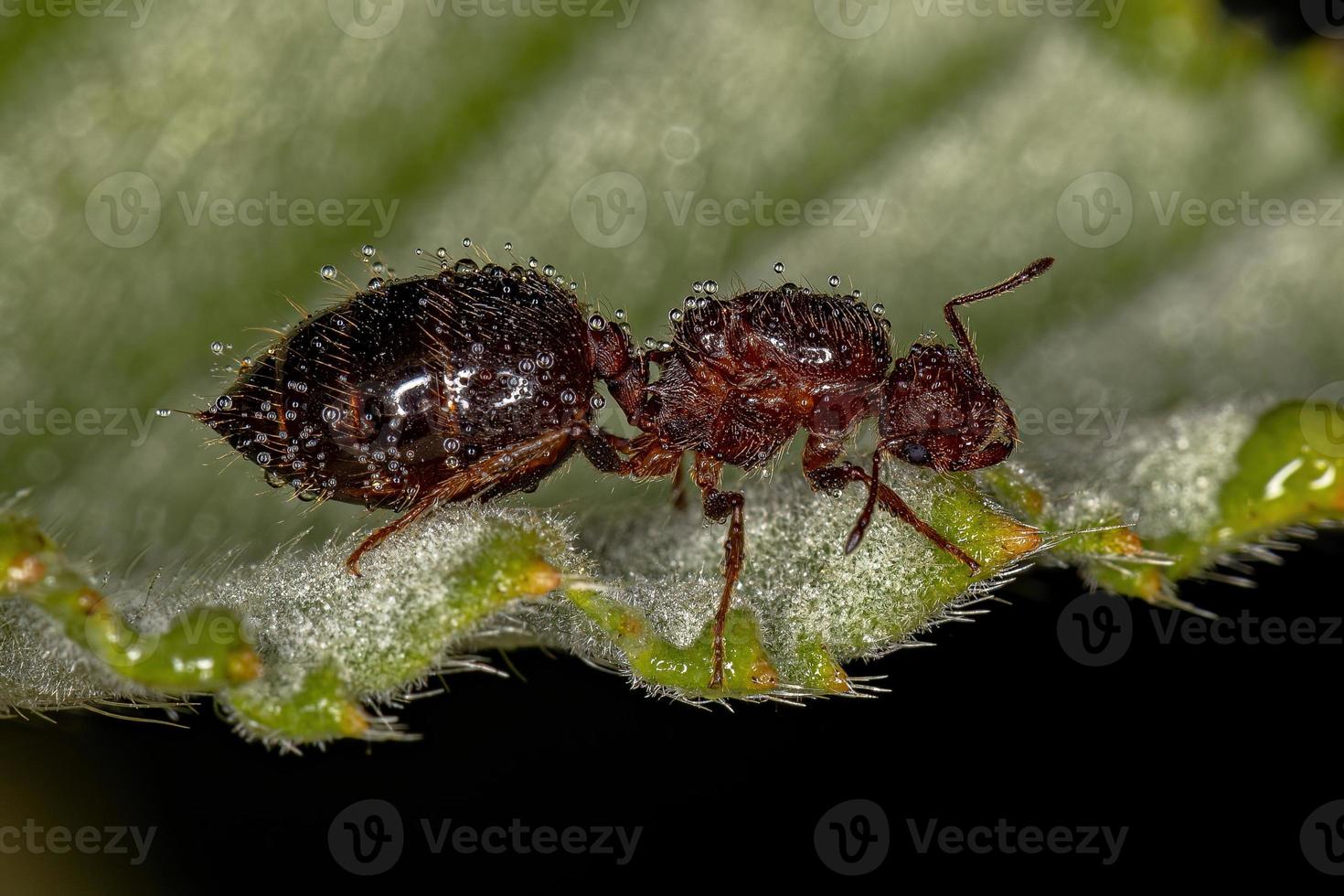 Adult Female Winged Cocktail Queen Ant photo