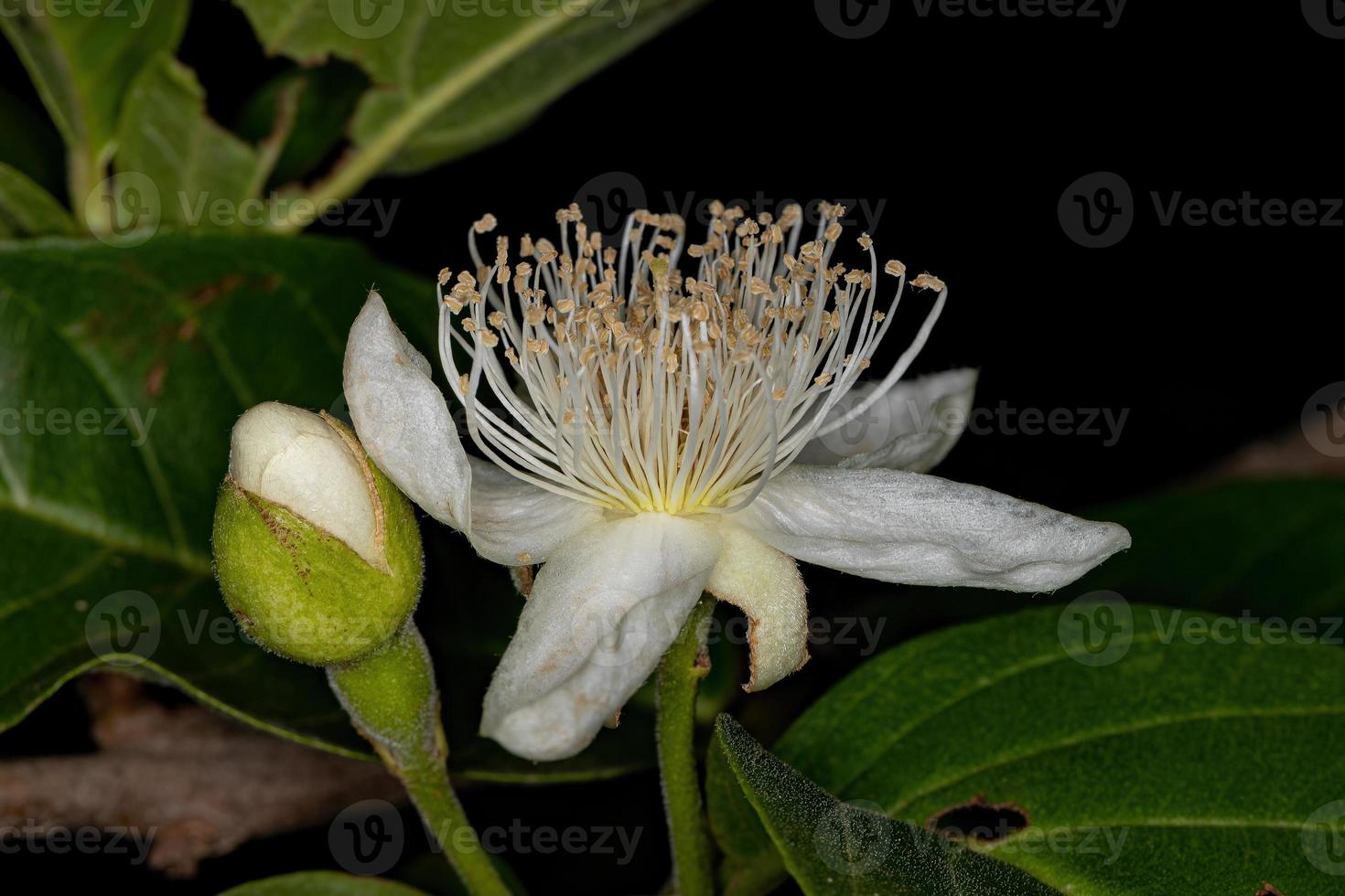 Small Guavas Flower photo