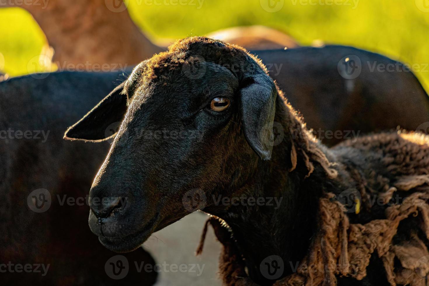 Animal raised adult sheep photo