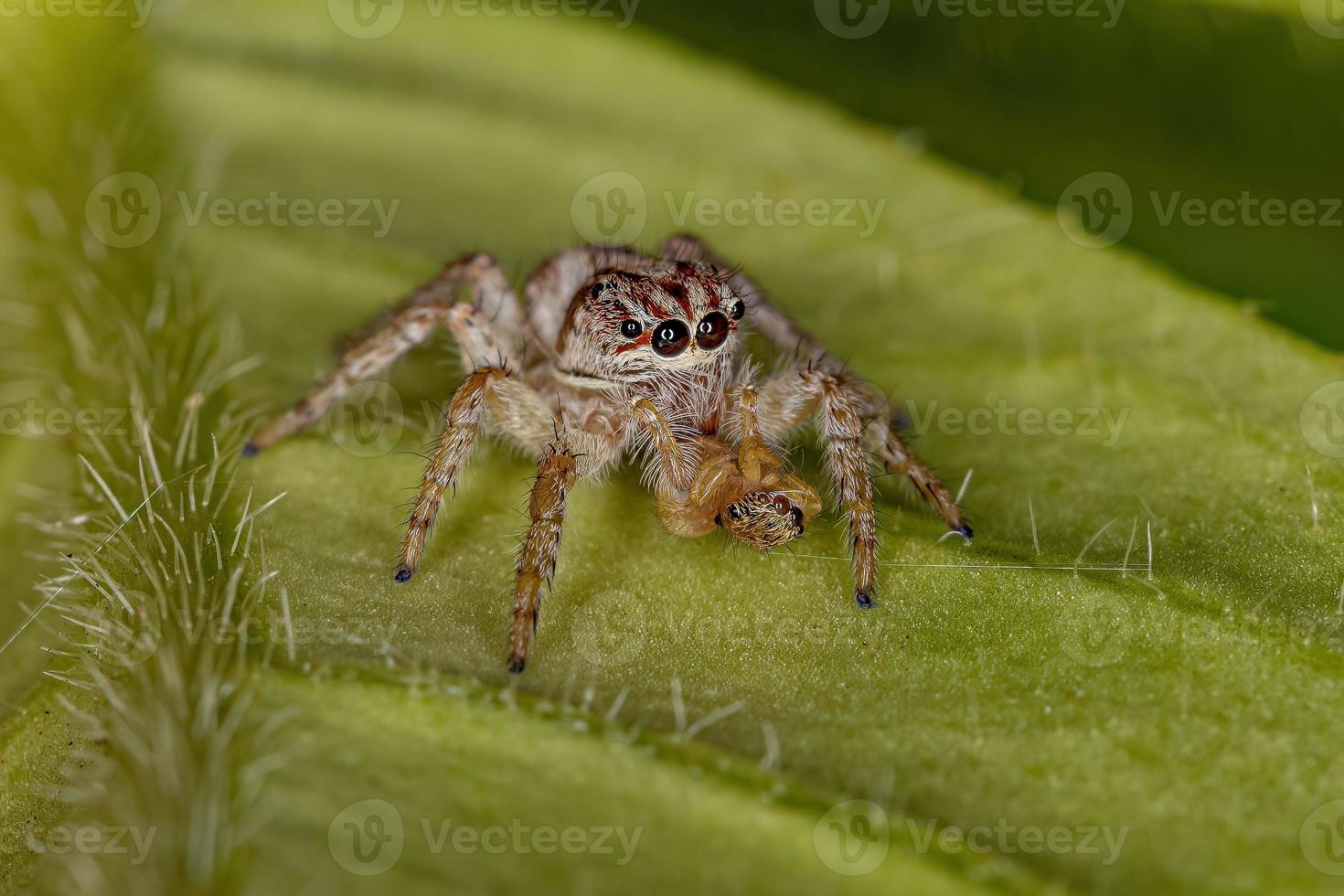 Adult Female Jumping Spider photo