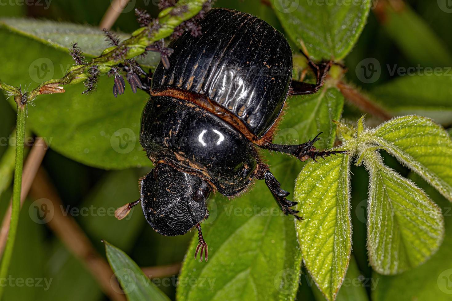 Adult Small Dung Beetle photo
