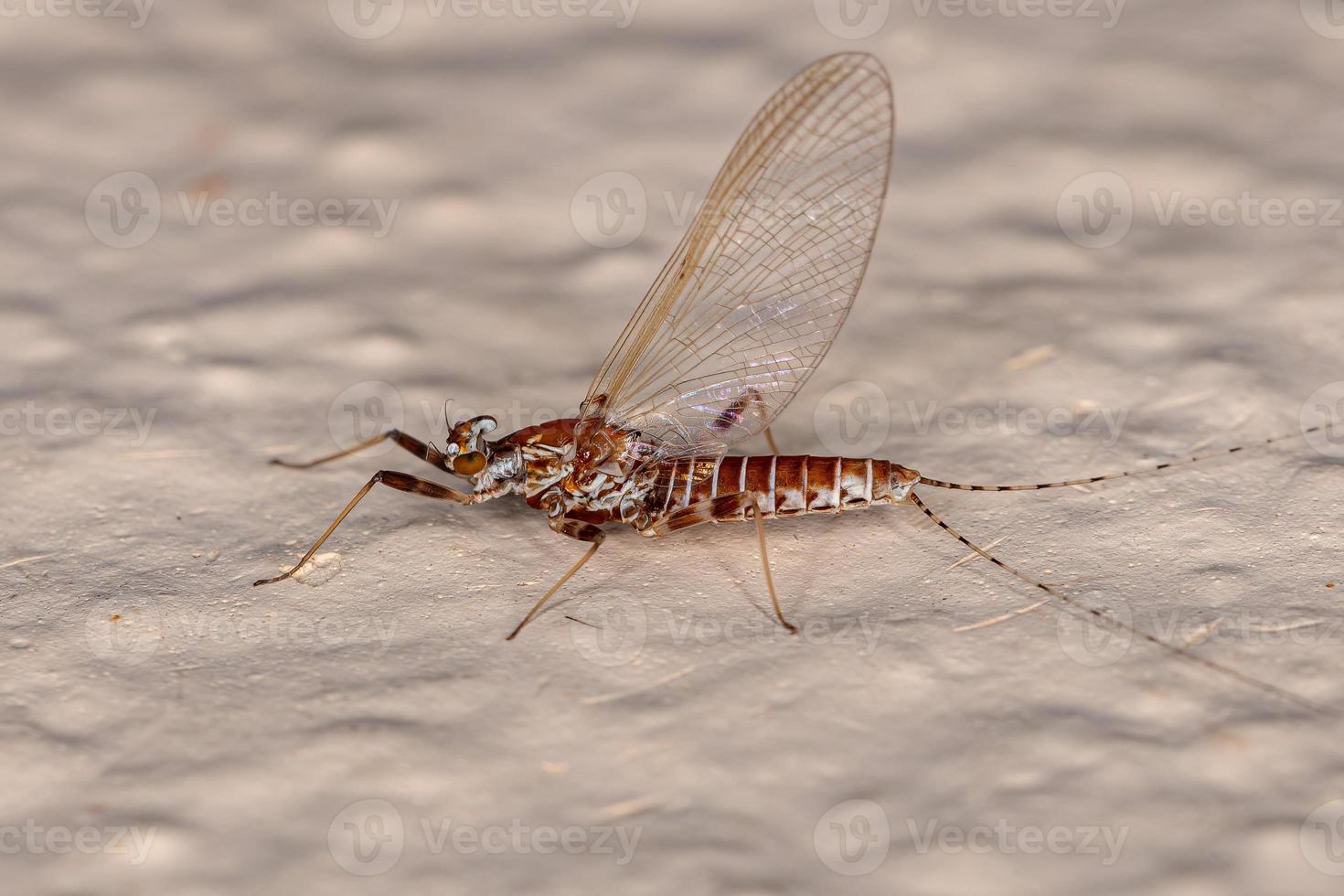 Adult Female Mayfly photo