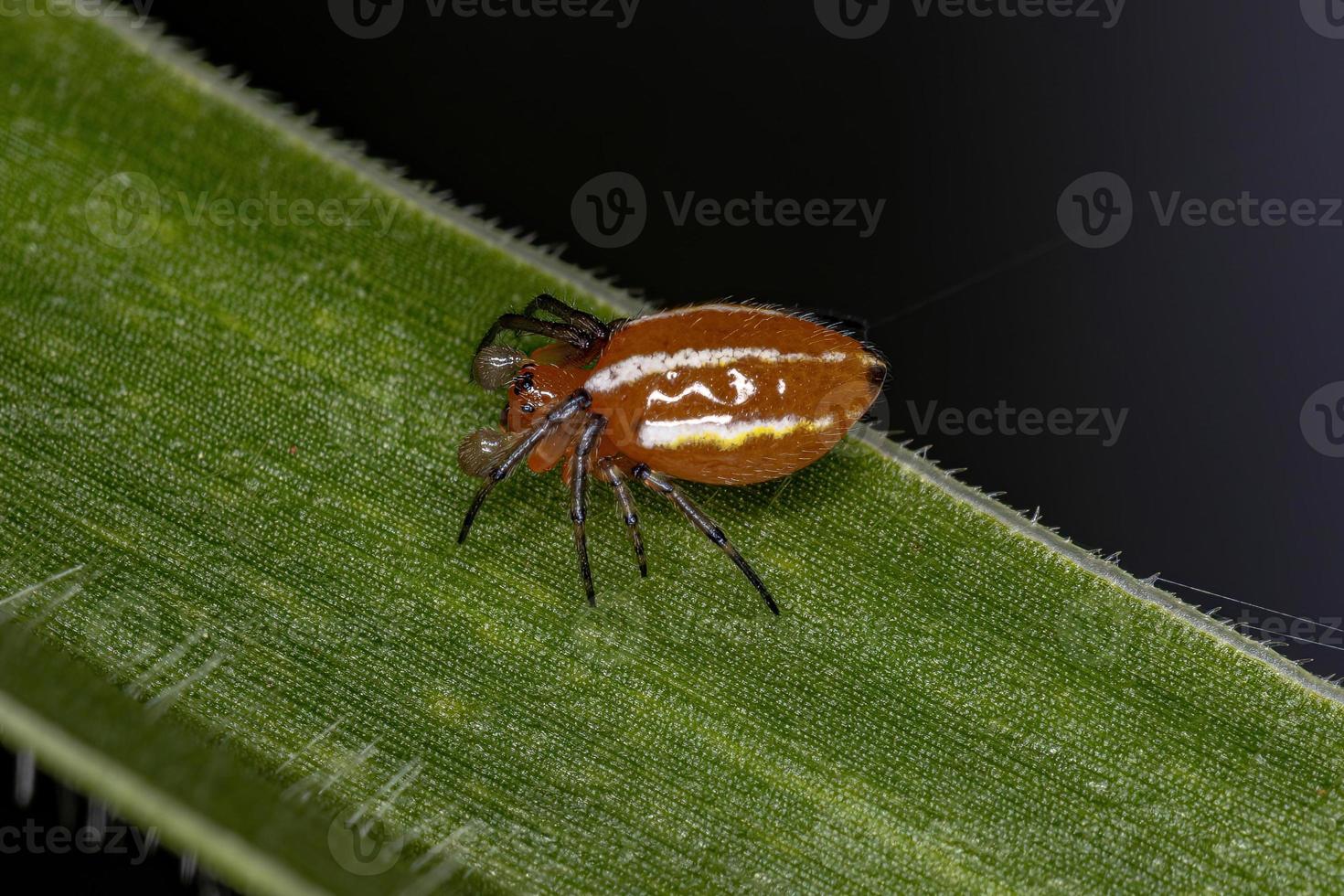 Adult Typical Orbweaver Spider photo