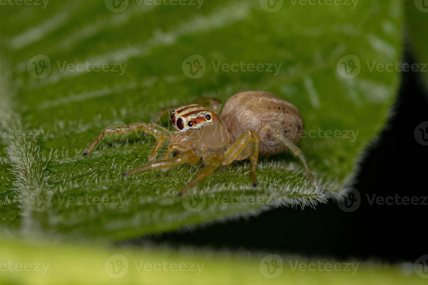 Small Jumping Spider photo