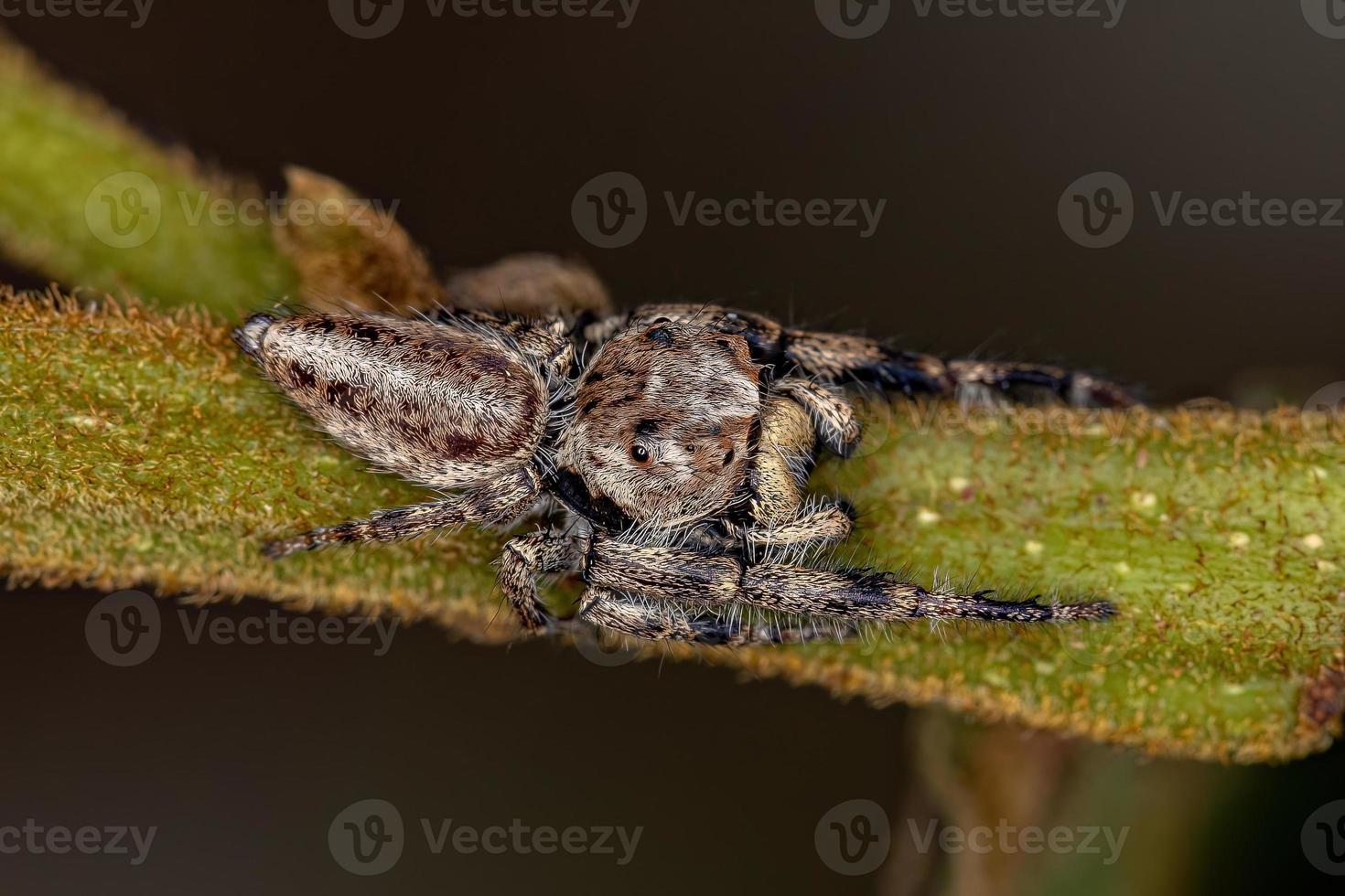 Adult Male Jumping Spider photo