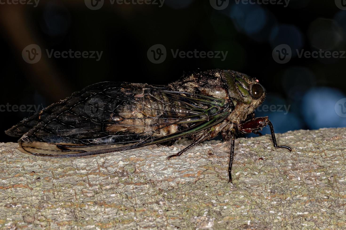 Adult Cicada Insect photo