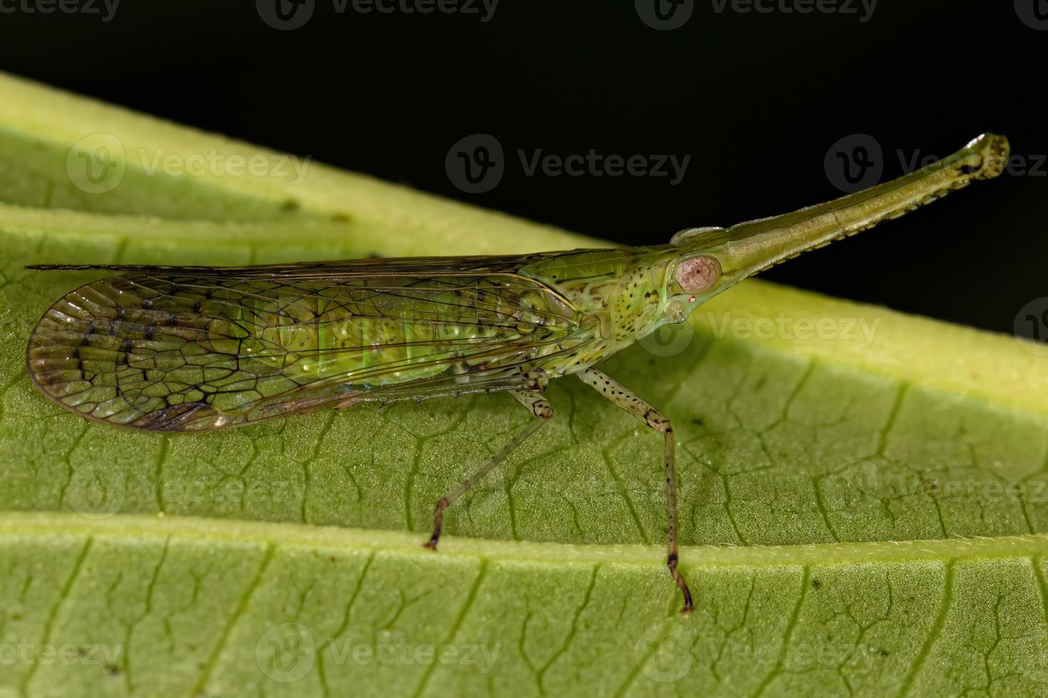 Insecto saltahojas dictiófarido verde adulto foto