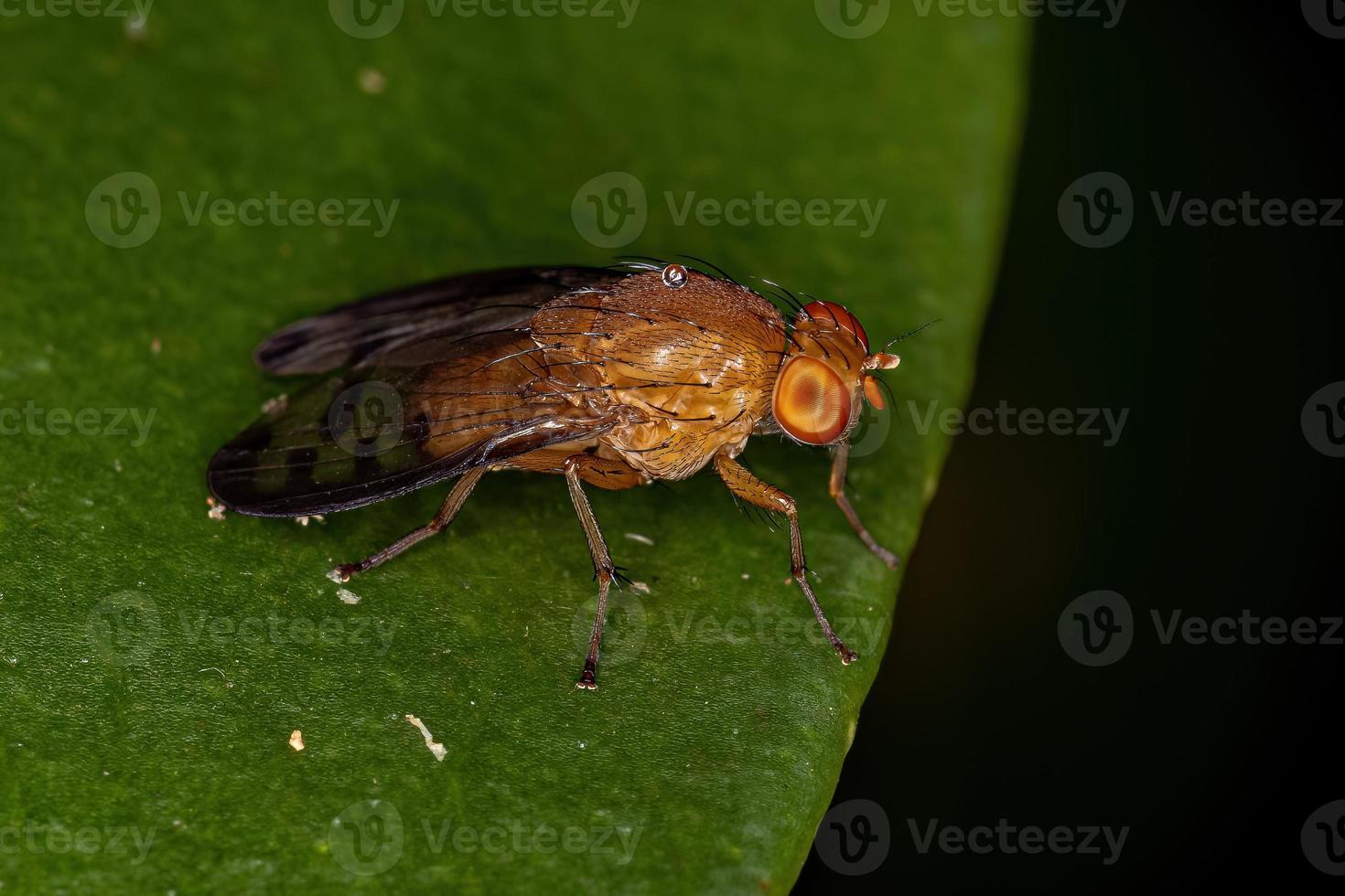 Adult Acalyptrate Fly photo