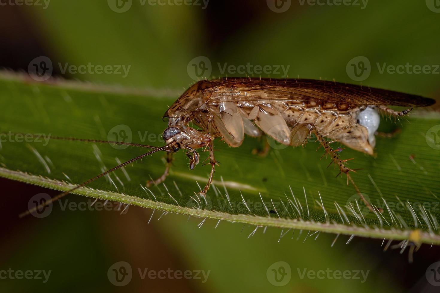 cucaracha de madera adulta foto