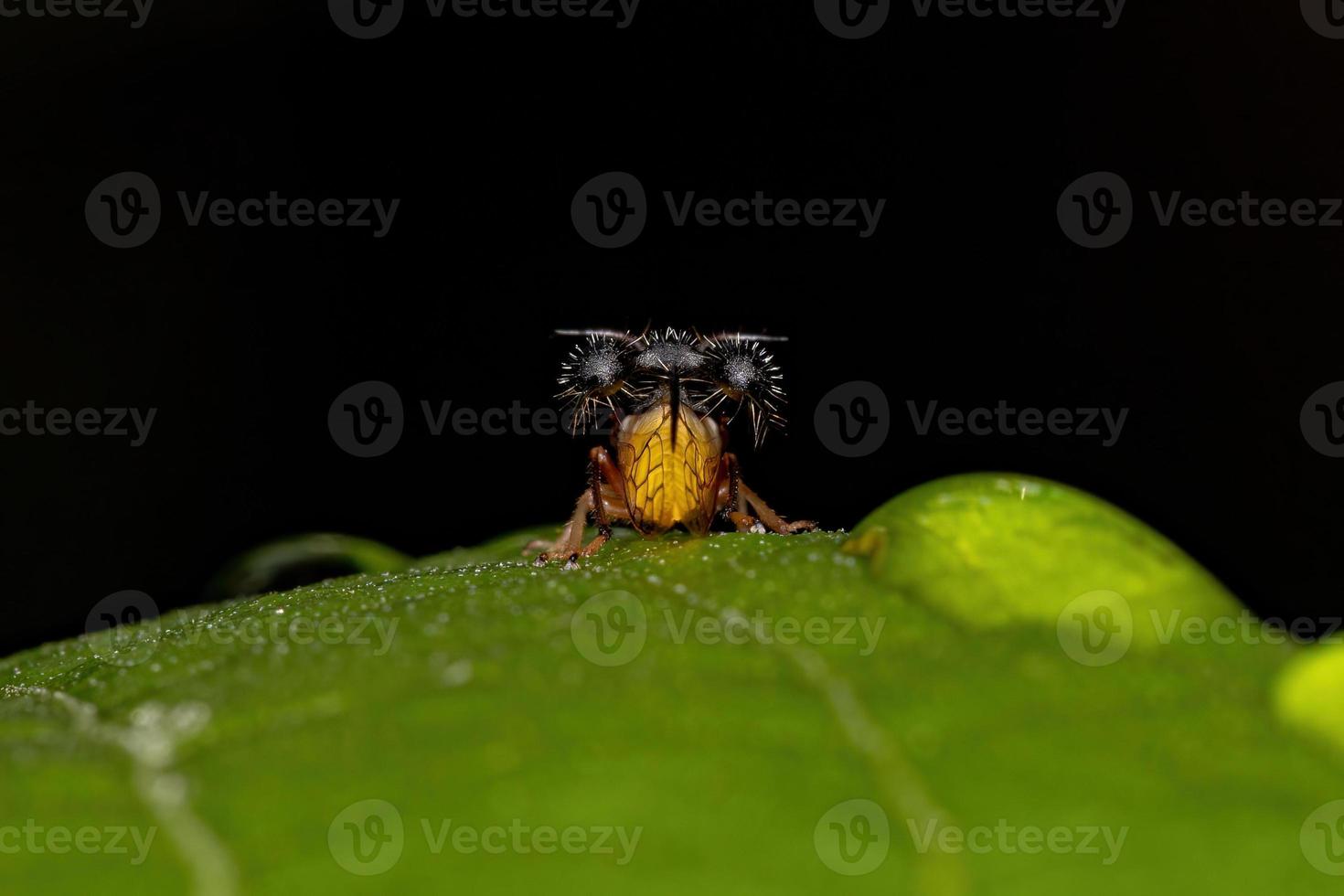 Adult Ant-mimicking Treehopper photo