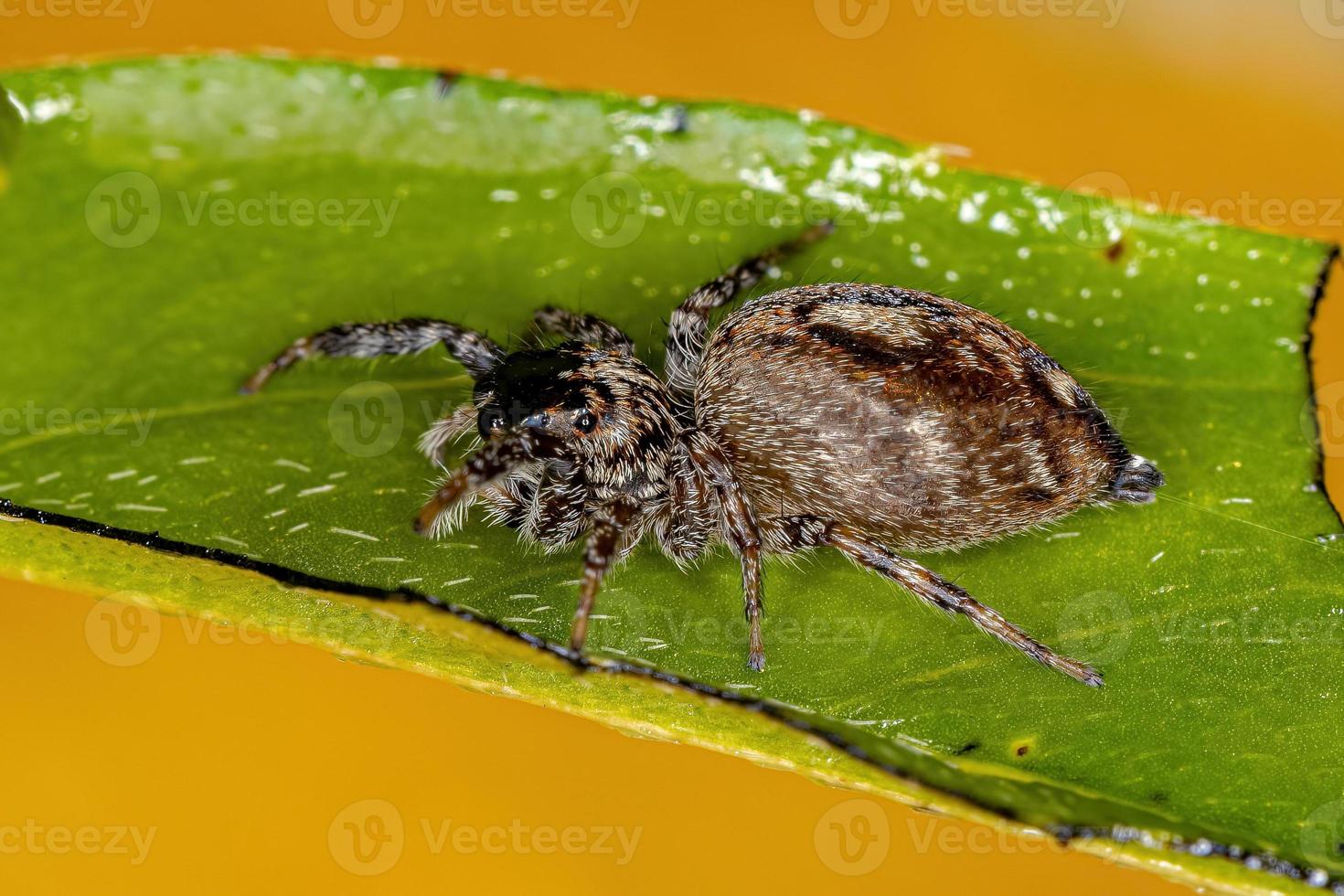 araña saltadora hembra adulta foto