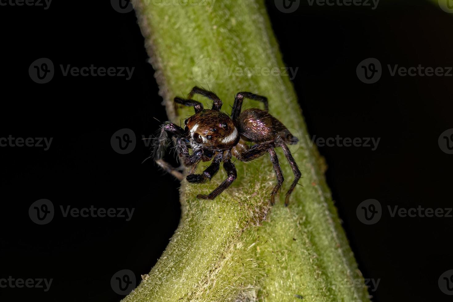 pequeña araña saltadora macho foto