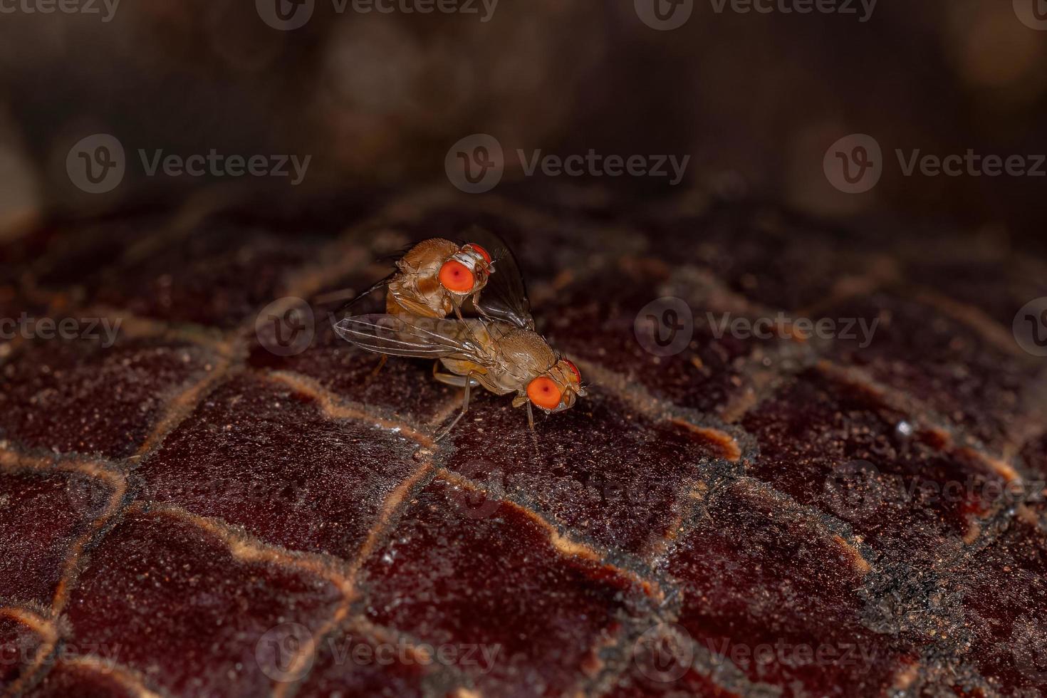 Small Adult Fruit Flies photo