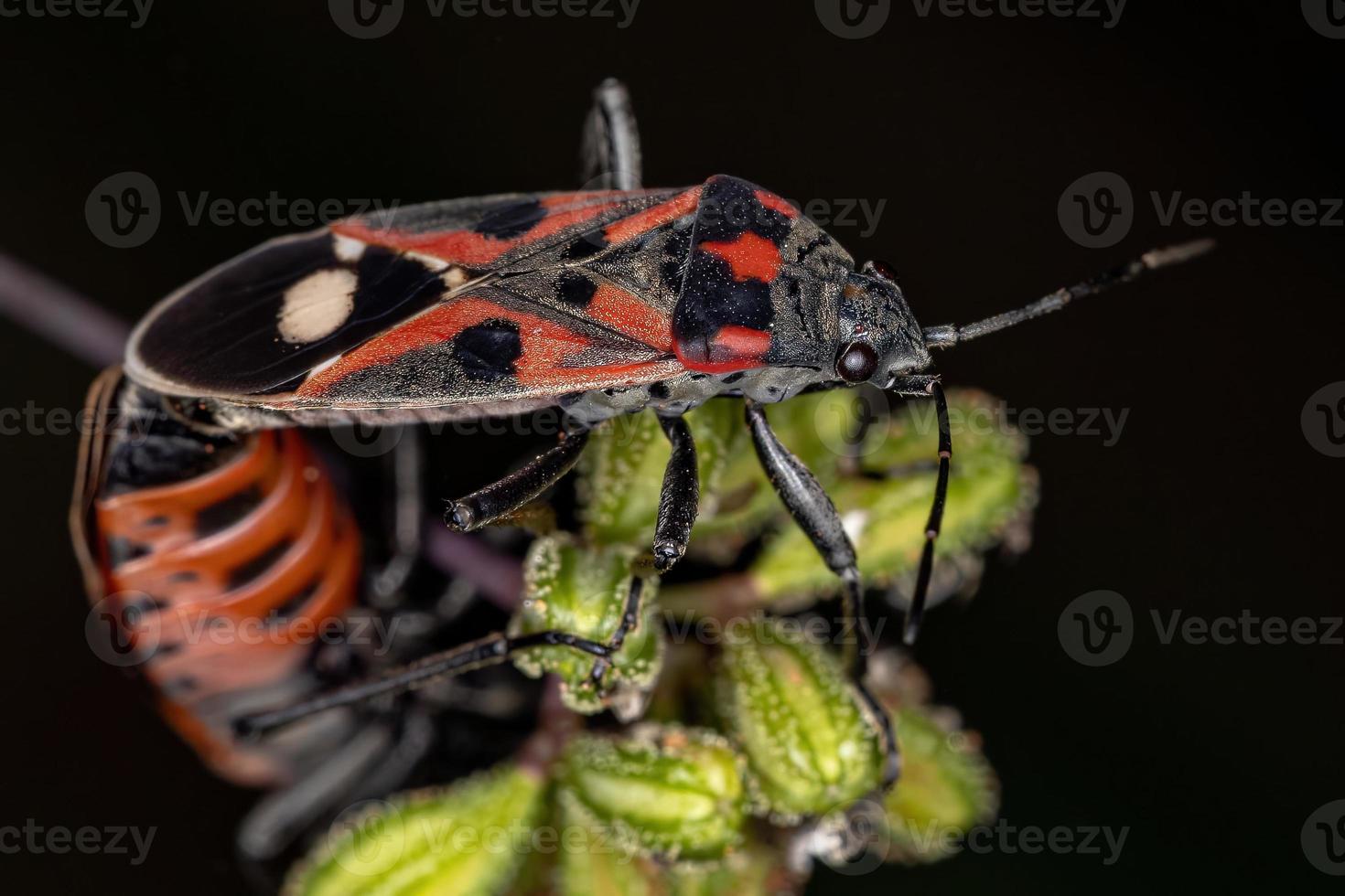 Adult Seed Bugs photo