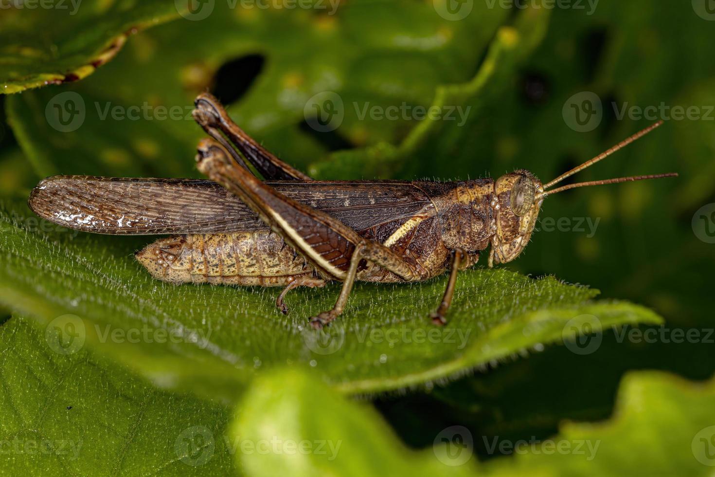 saltamontes adulto de cuernos cortos foto