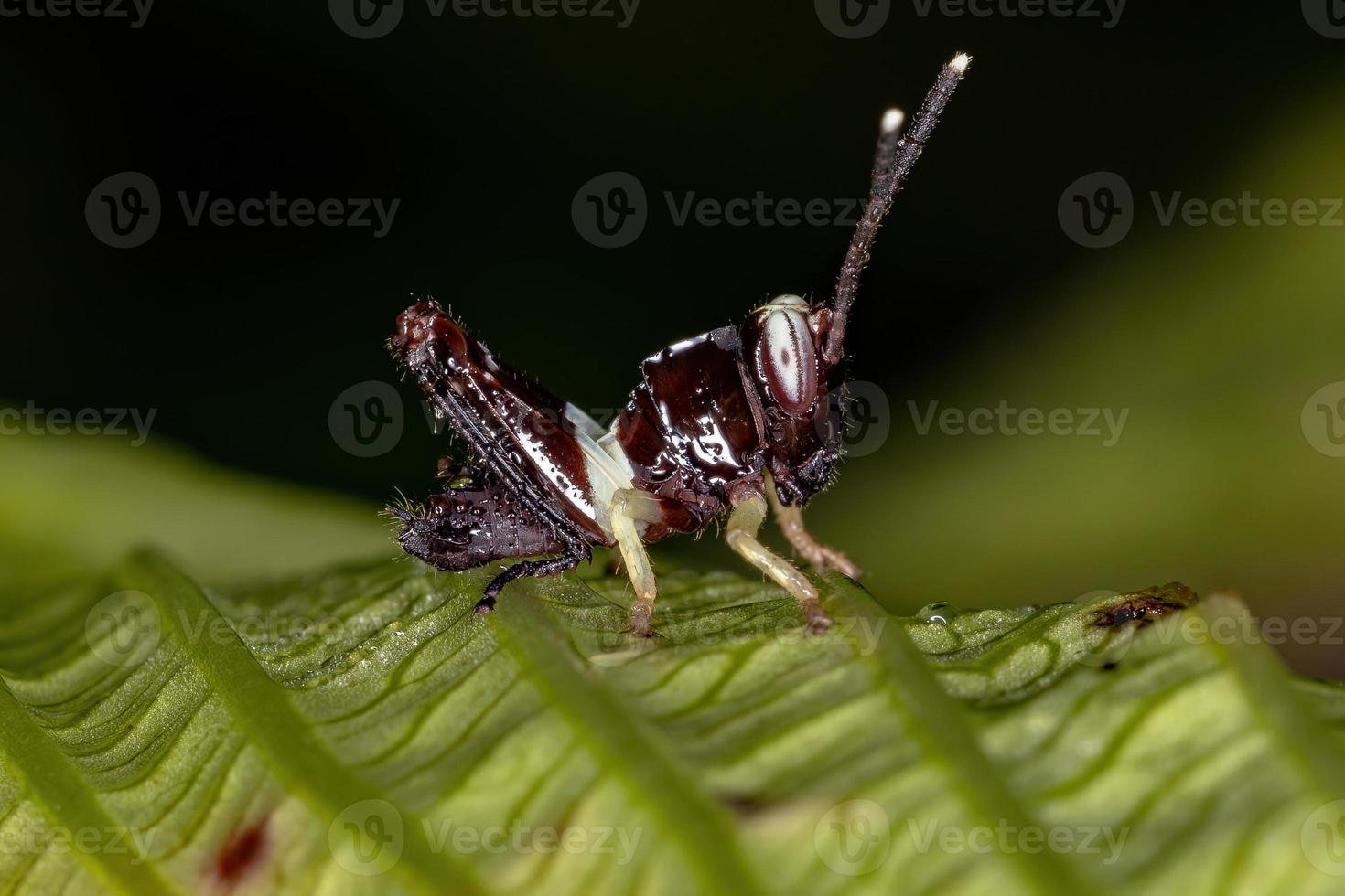 Stridulating Slant-faced Grasshopper Nymph photo