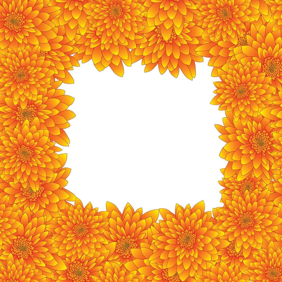 Yellow Chrysanthemum Border isolated on White Background. vector