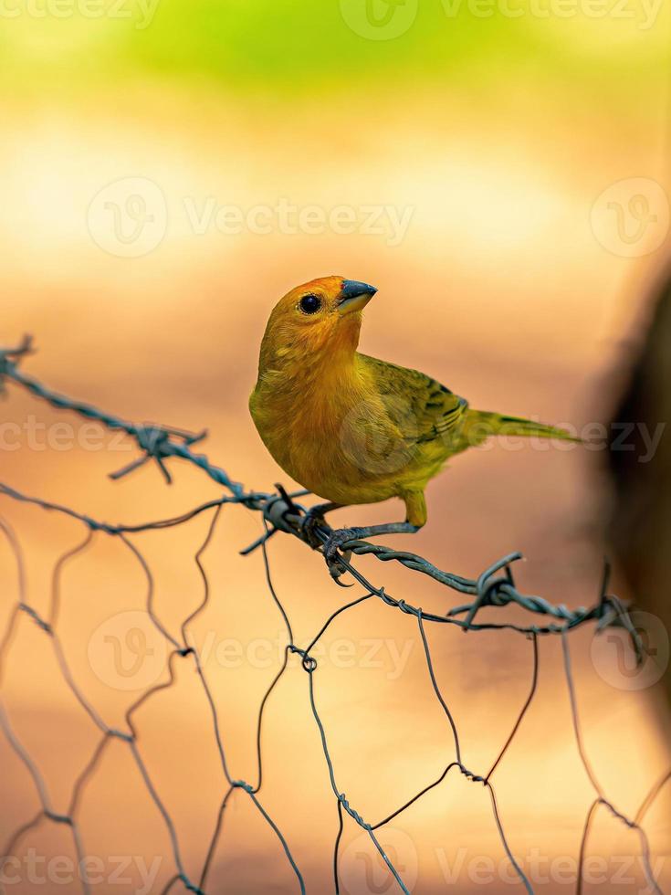 pájaro pinzón azafrán foto