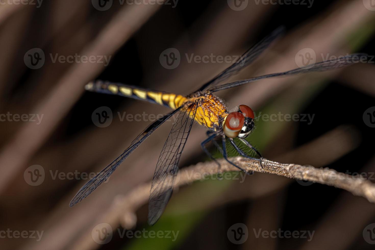 Adult Dragonfly Insect photo