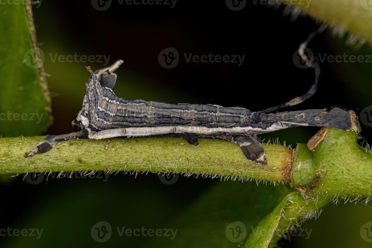 macroglosina esfinge polilla oruga foto