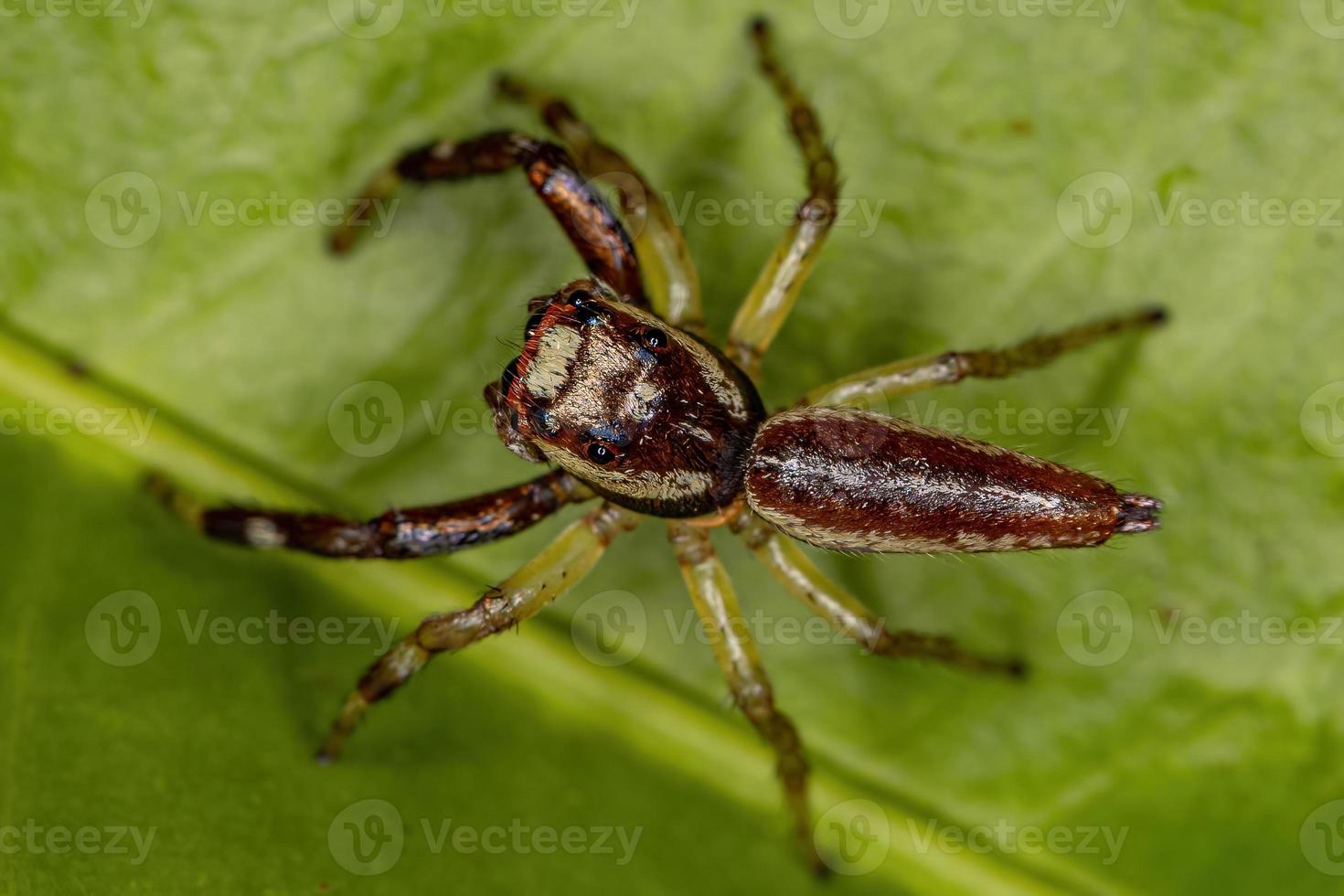 Jumping Spider with a parasitoid insect Mantidfly larva in the neck photo