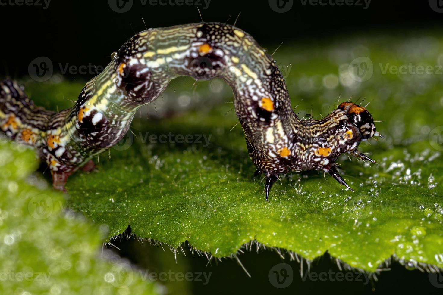 small Butterfly larva photo