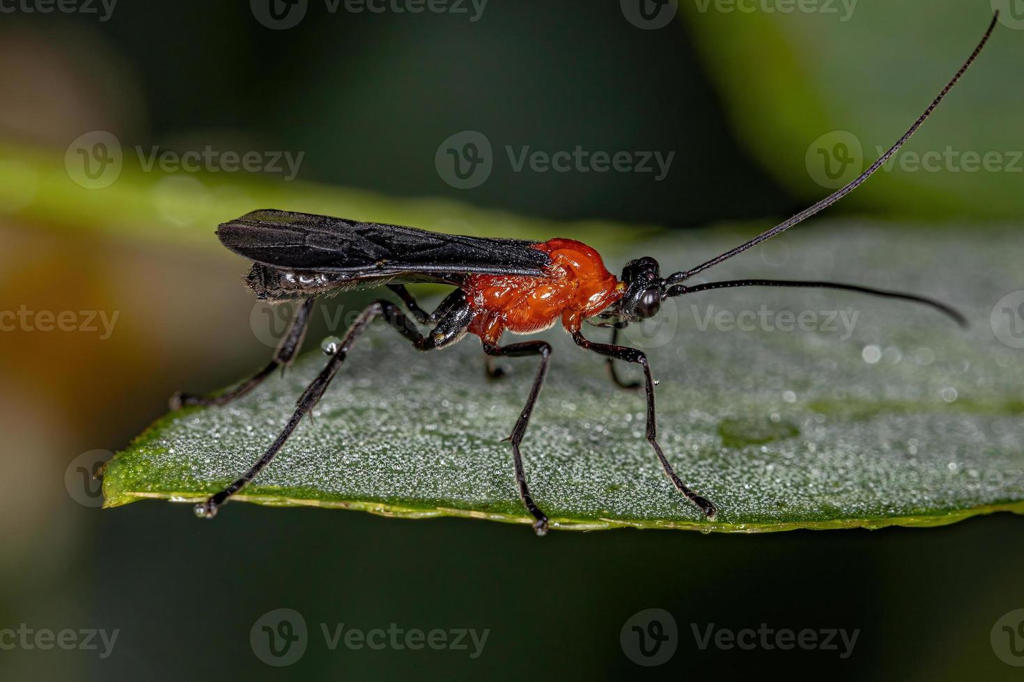 Adult Ichneumonid Wasp photo