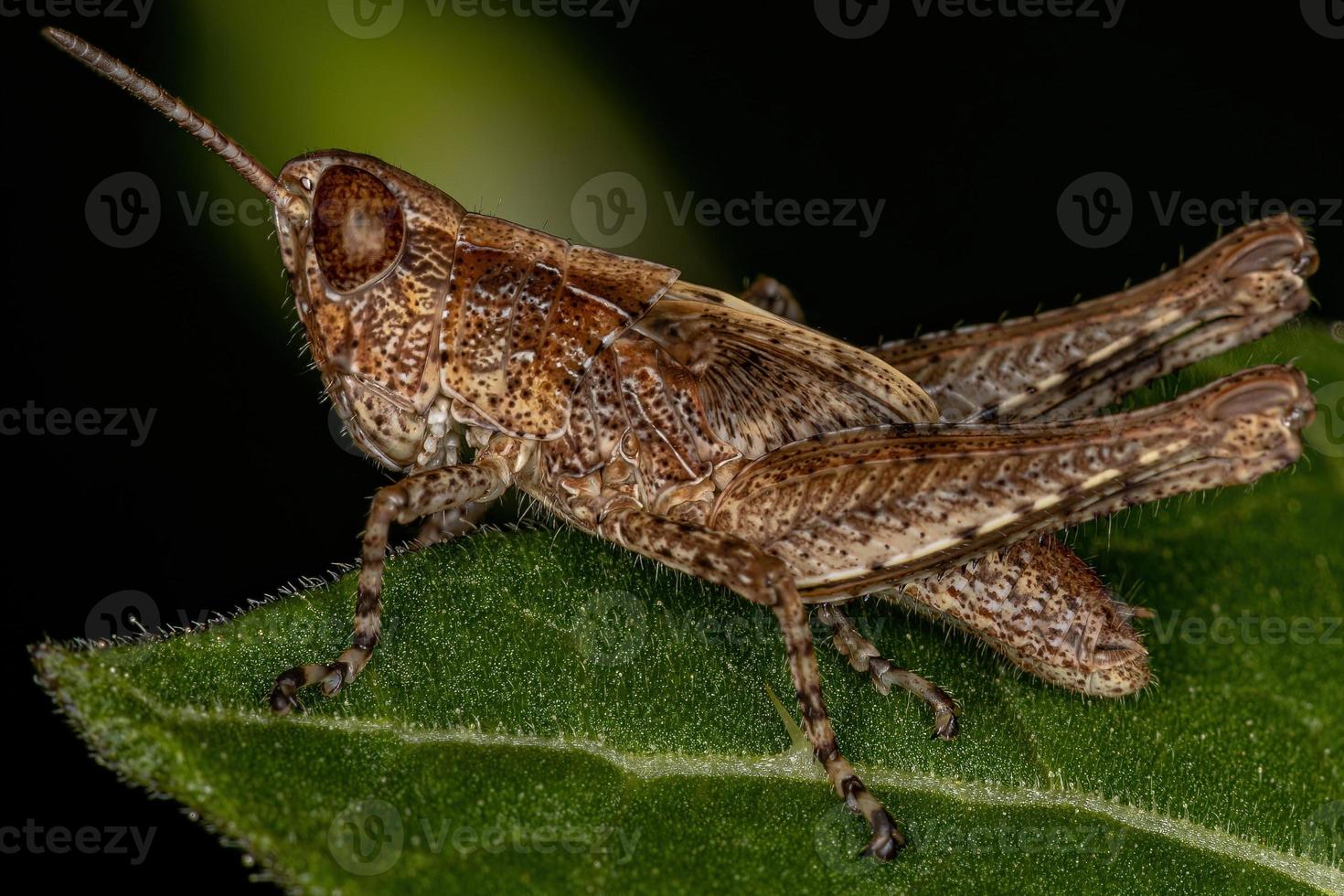 Short-horned Grasshopper Nymph photo