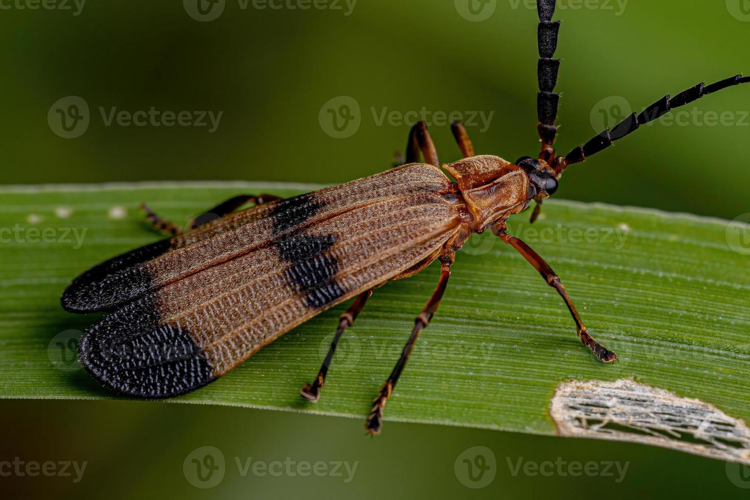 Adult Net-winged Beetle photo
