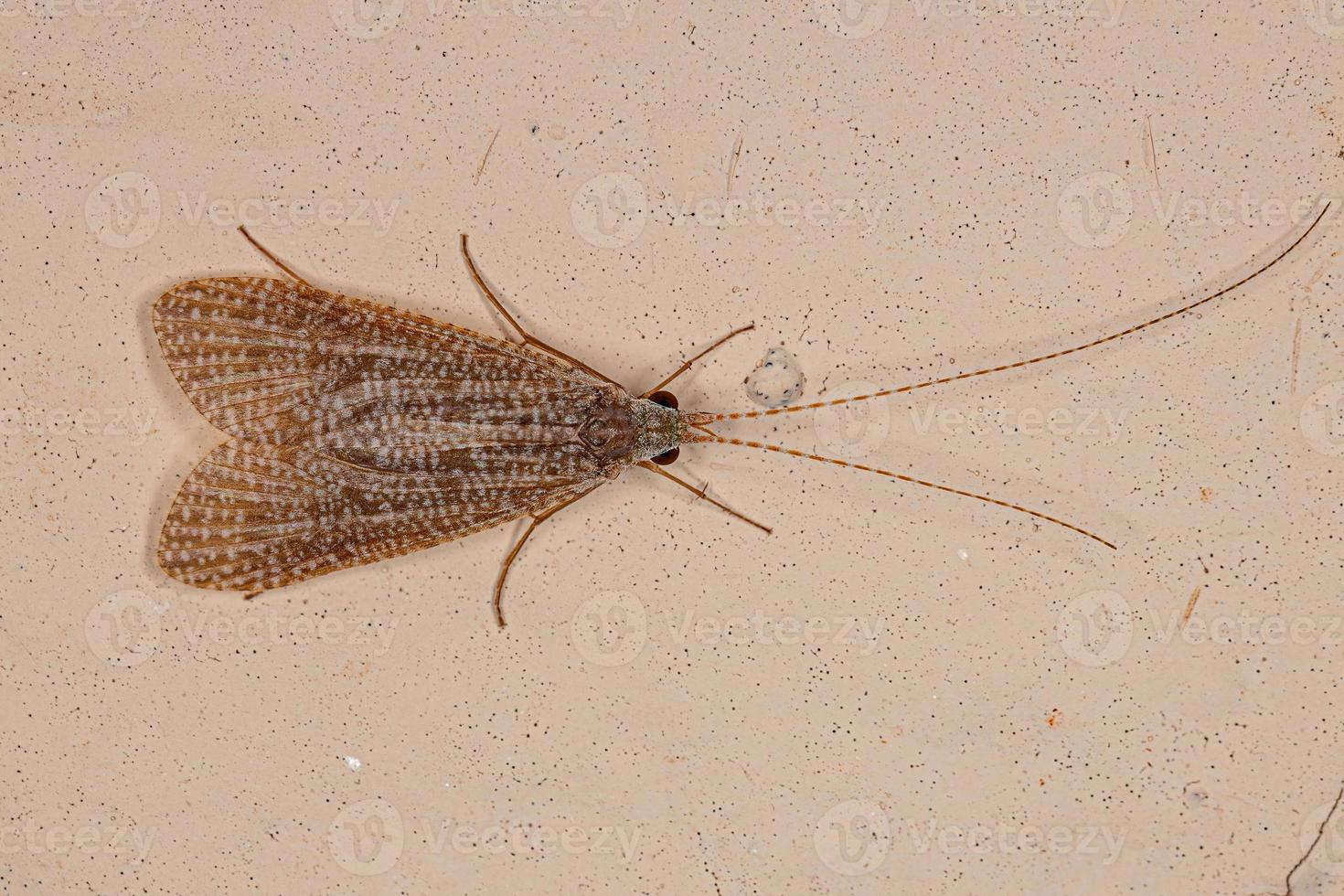 Adult Net-spinning Caddisfly Insect photo