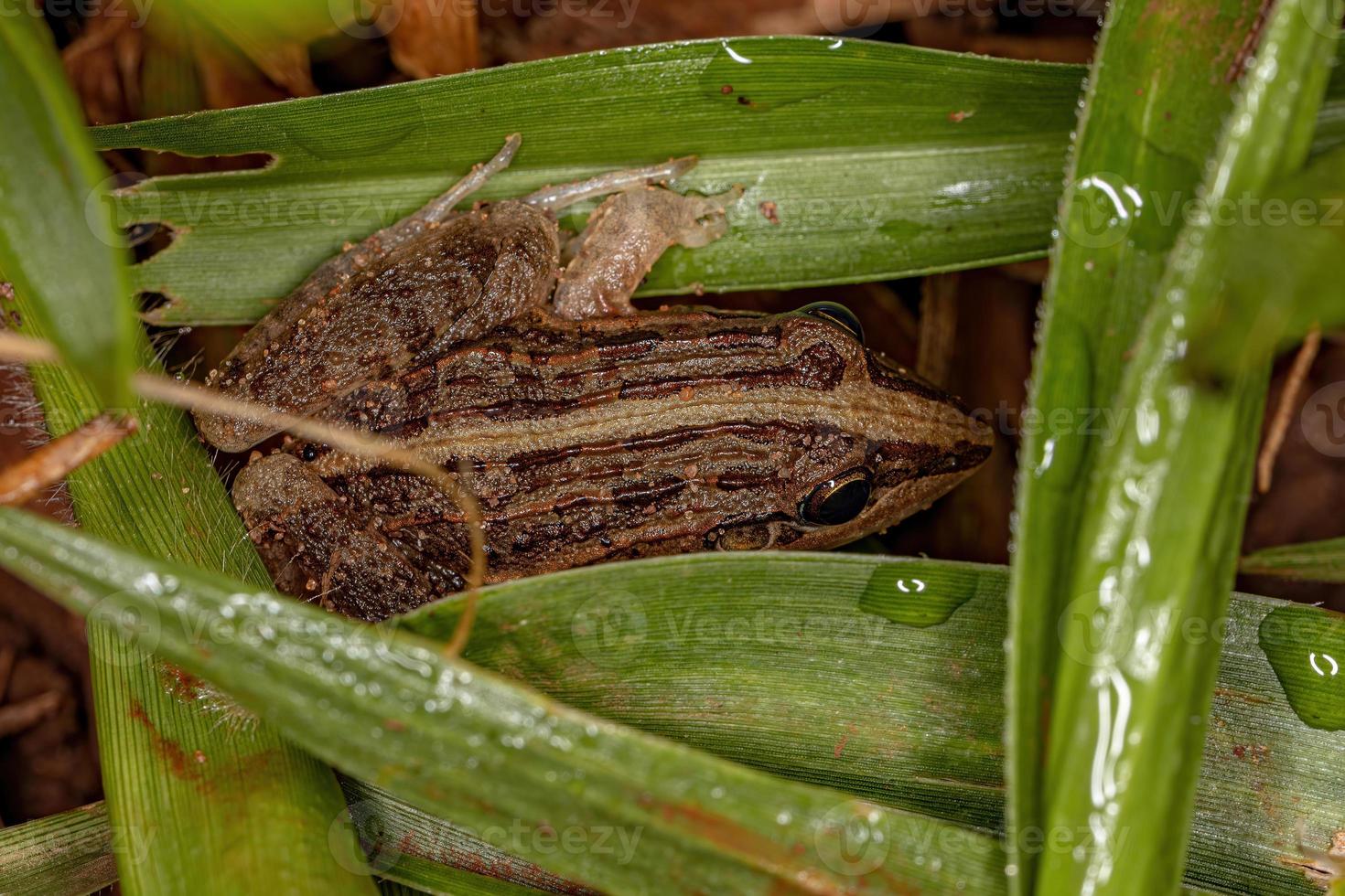 Miranda White-lipped Frog photo