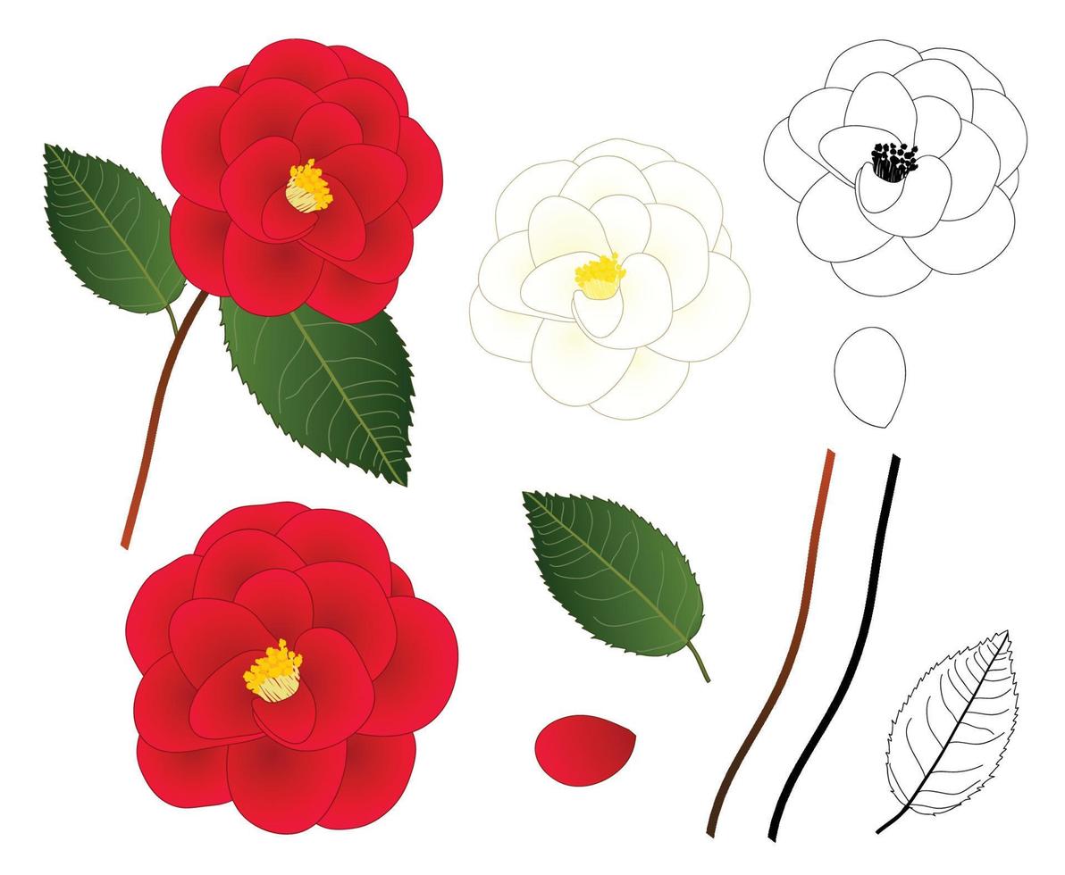 contorno de flor de camelia blanca y roja vector