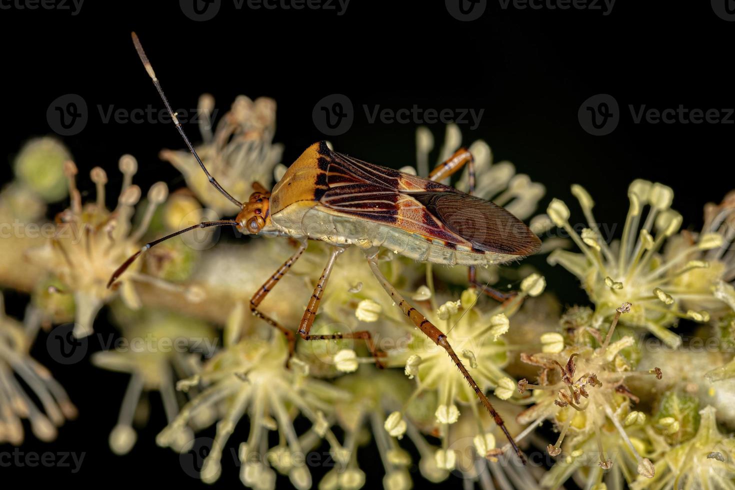 Adult Leaf-footed Bug photo