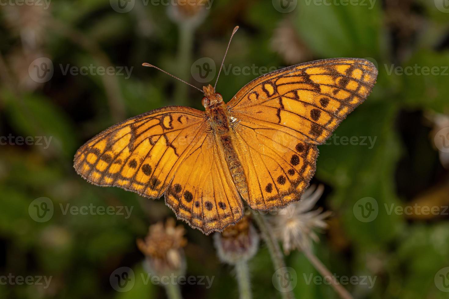 mariposa fritillary mexicana adulta foto