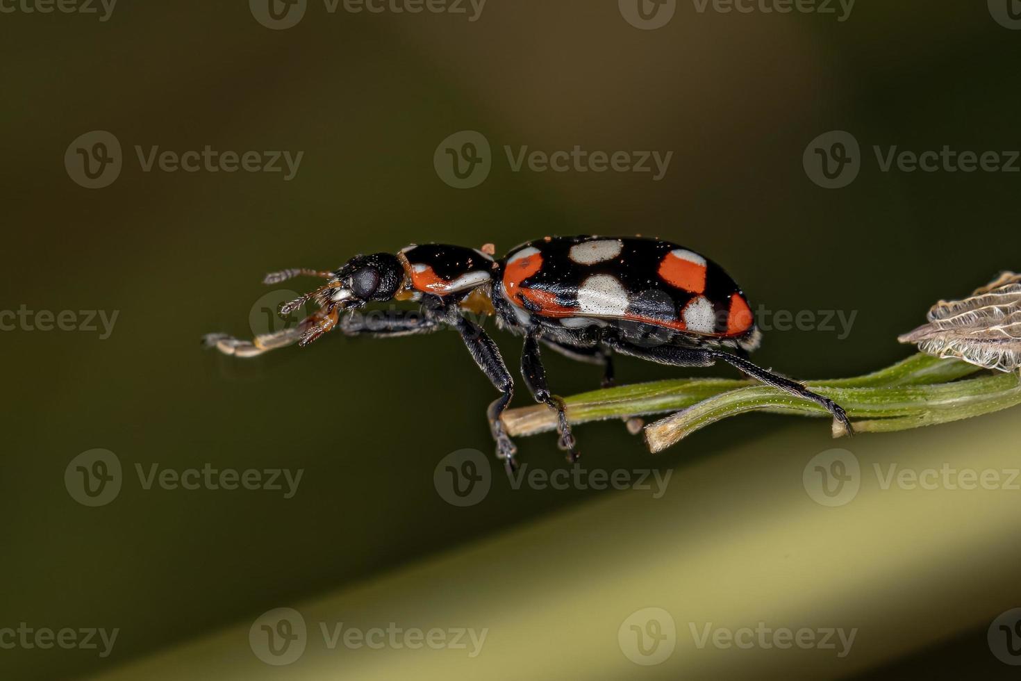 escarabajo adulto de manchas negras foto