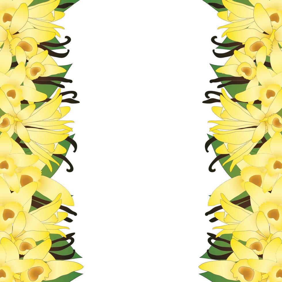 Vanilla Planifolia Flower and Vanilla Pods or Beans Border. Ice Cream Flavor. vector