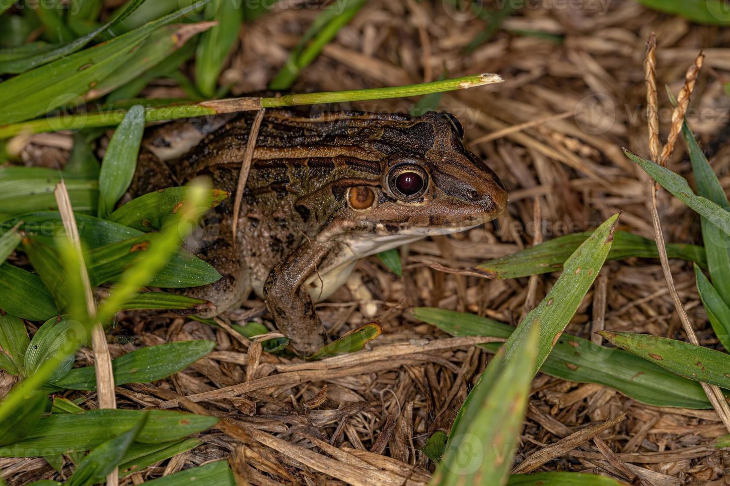 Miranda White-lipped Frog photo