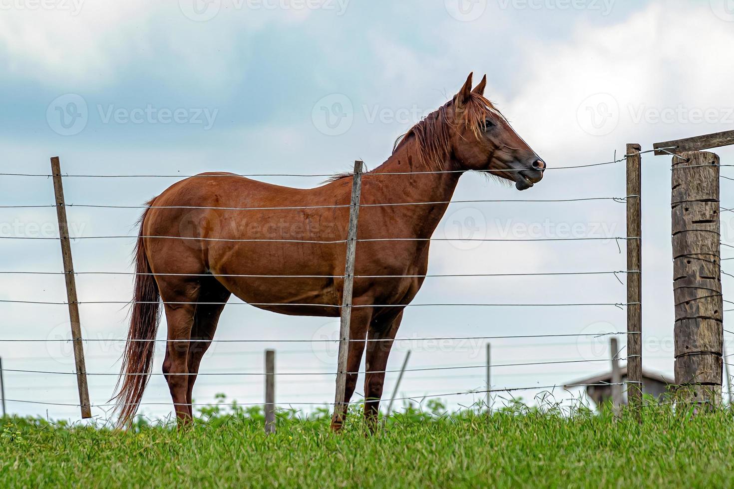 Horse resting in a pasture area photo