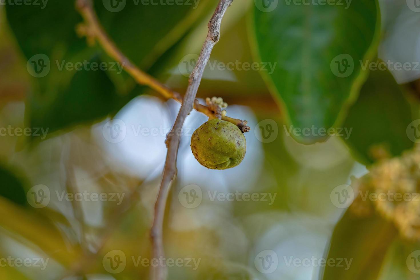 Brazilian dicotyledonous tree photo