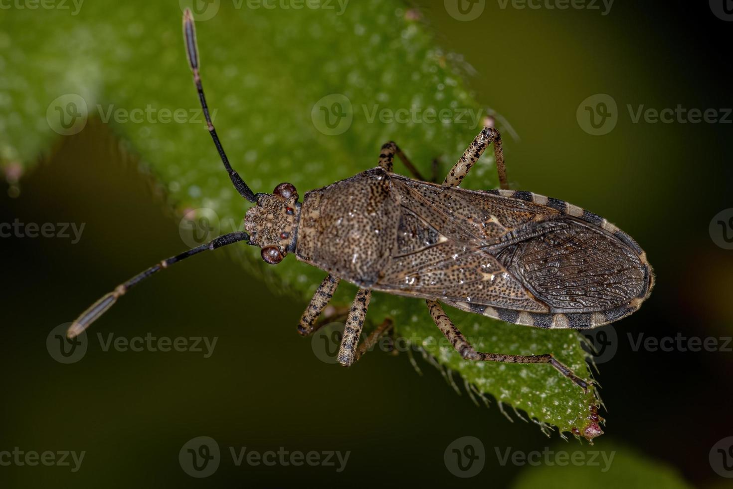 Adult Leaf-footed Bug photo