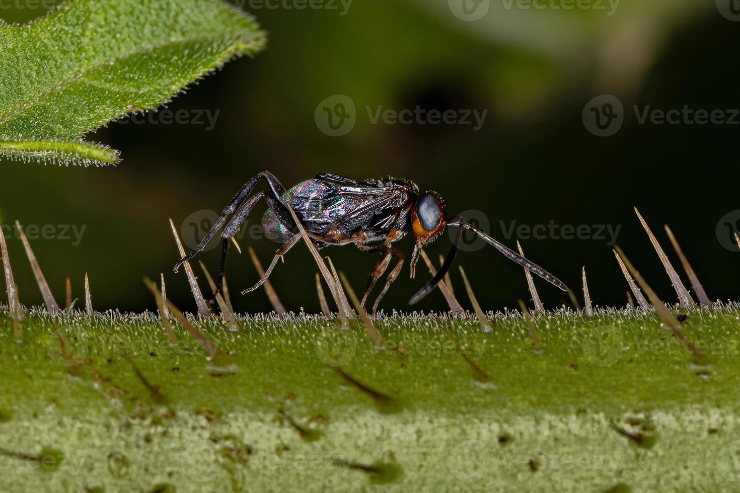 avispa alférez adulta foto