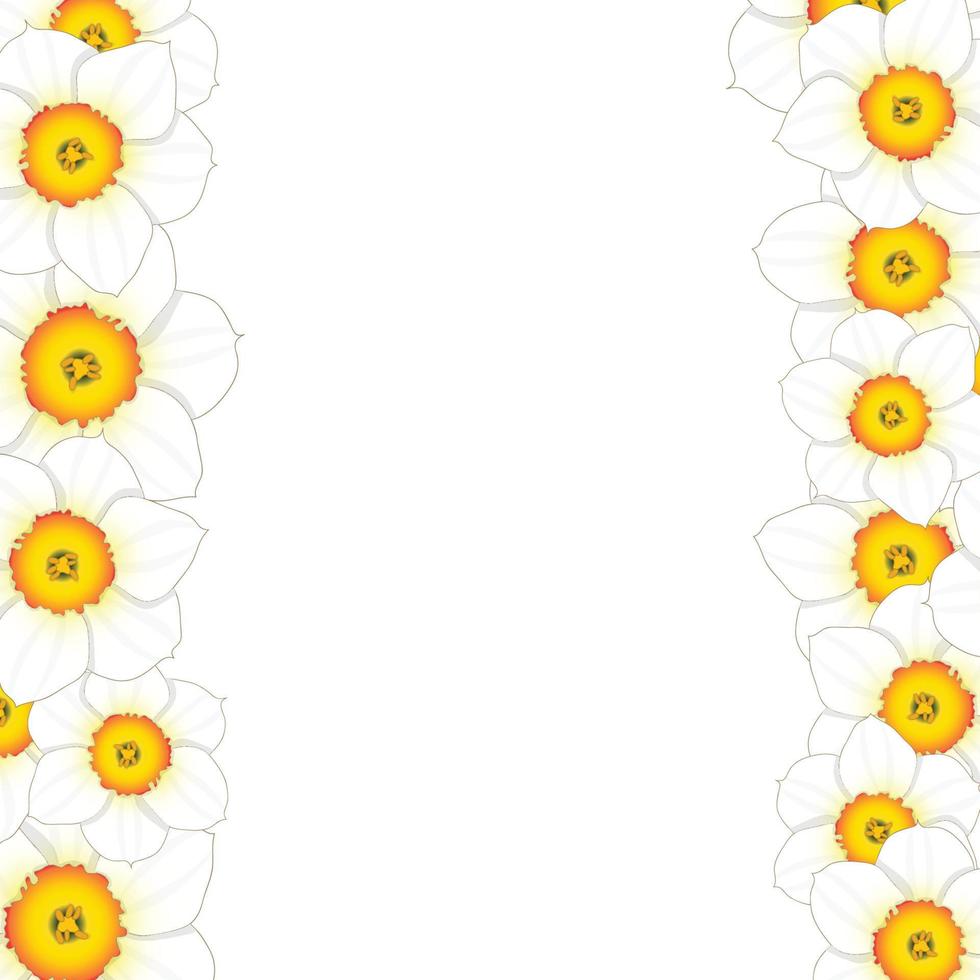 White Daffodil - Narcissus Flower Border vector