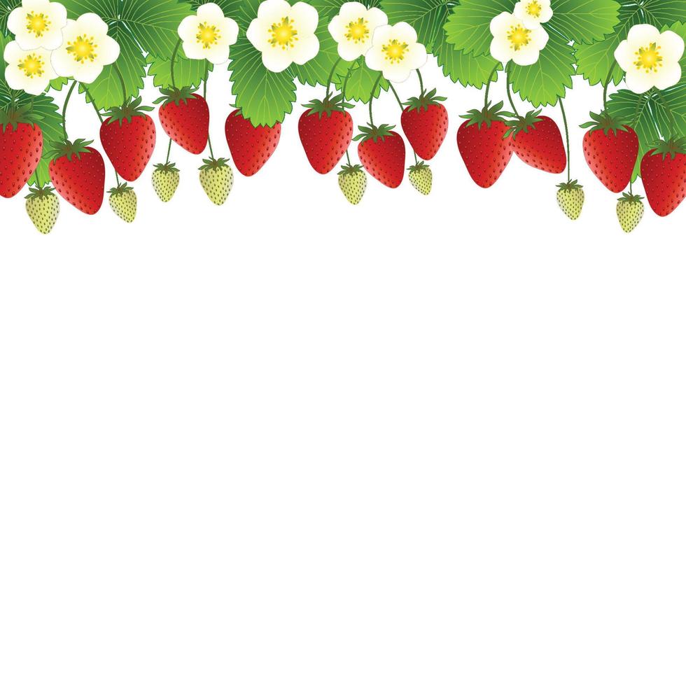 Red Strawberry and Flower Frame on White Background2 vector