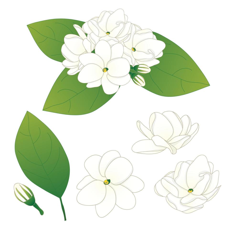 Arabian Jasmine Vector