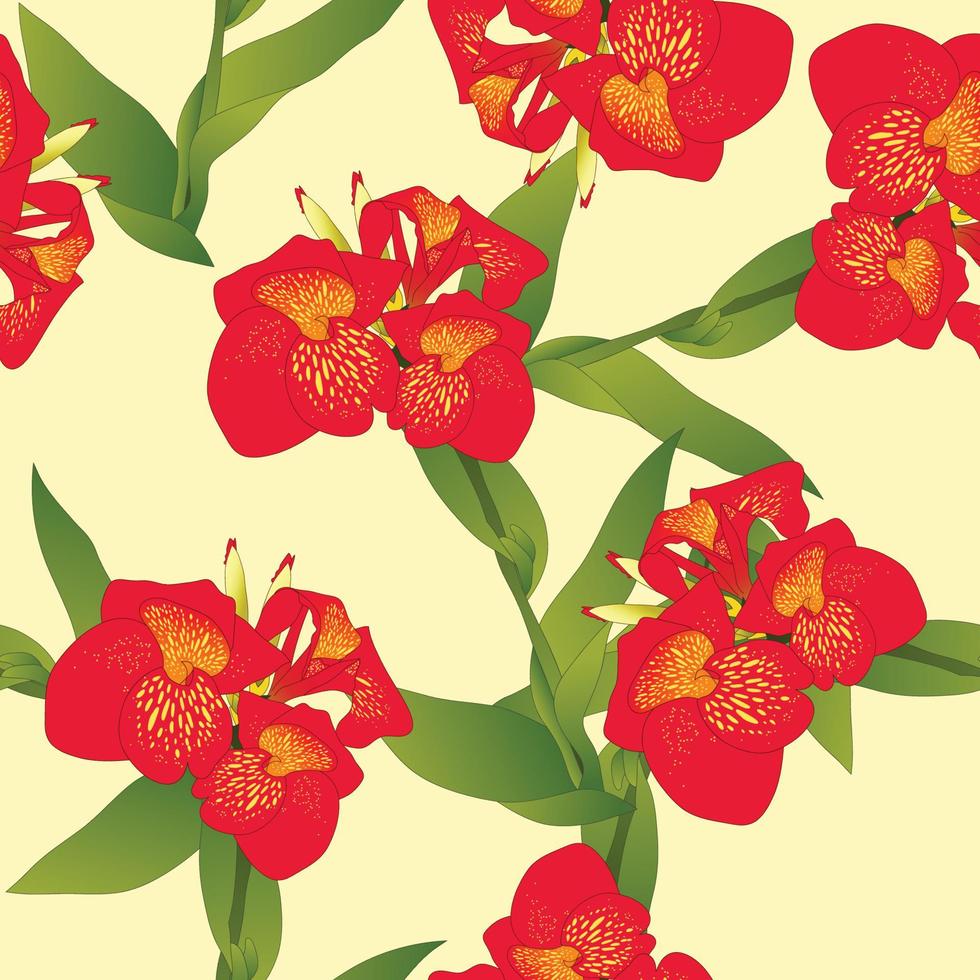 Red Canna indica - Canna lily, Indian Shot on Beige Ivory Background. Vector Illustration
