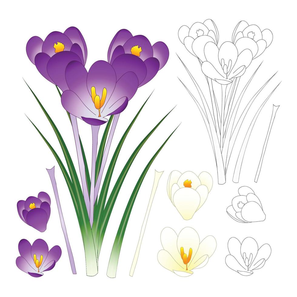 Purple and White Crocus with Outline isolated on White Background. vector