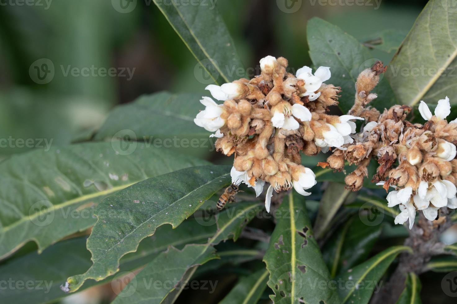 The Yellow loquat flowers on the loquat leaves bloom, and some bees collect honey on them photo