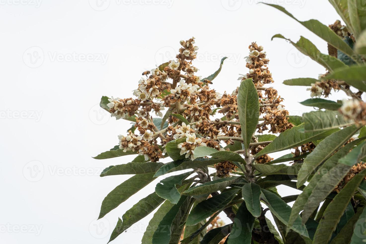 las flores amarillas de níspero en las hojas de níspero florecen, y algunas abejas recolectan miel en ellas foto