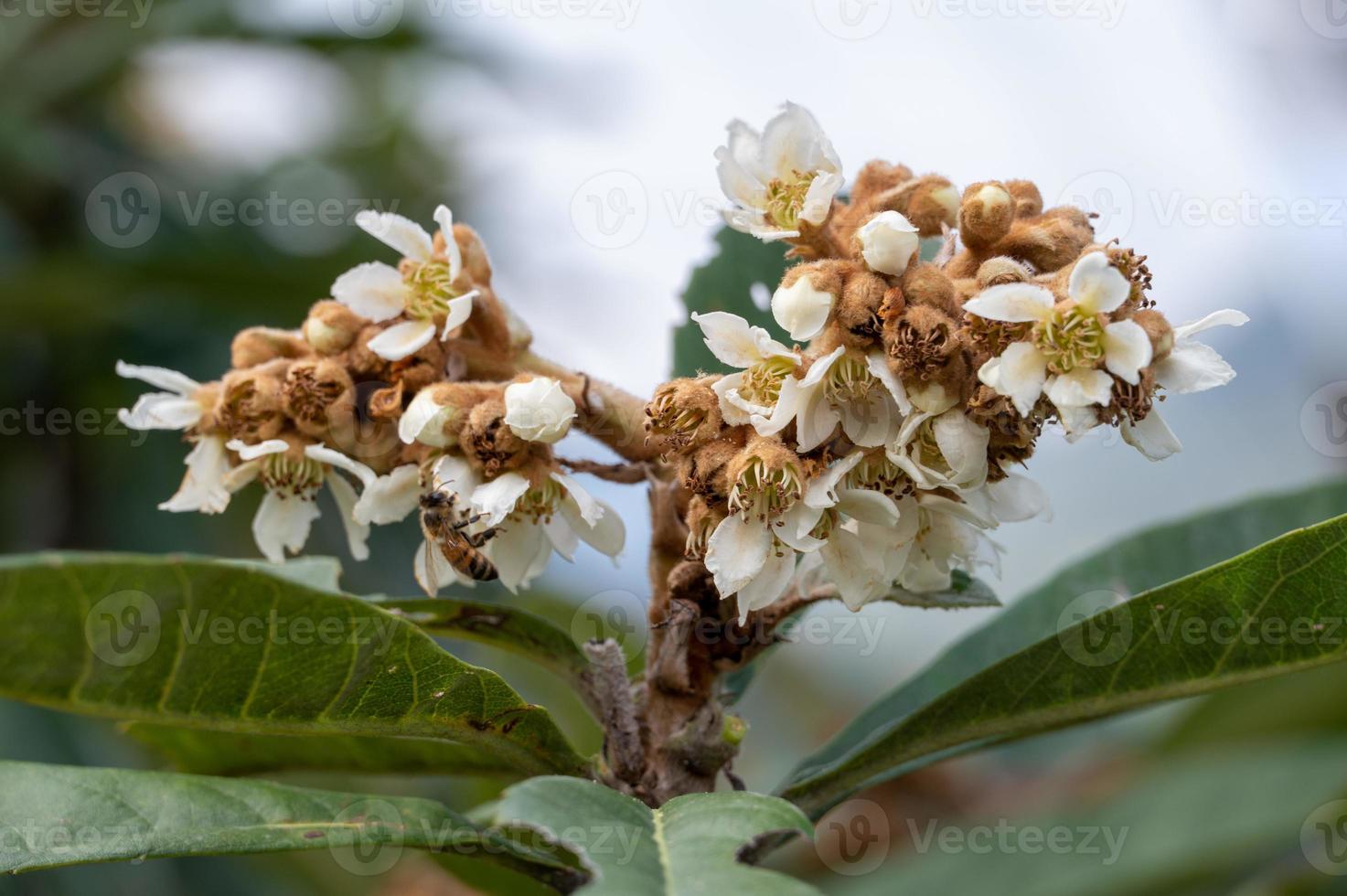 The Yellow loquat flowers on the loquat leaves bloom, and some bees collect honey on them photo