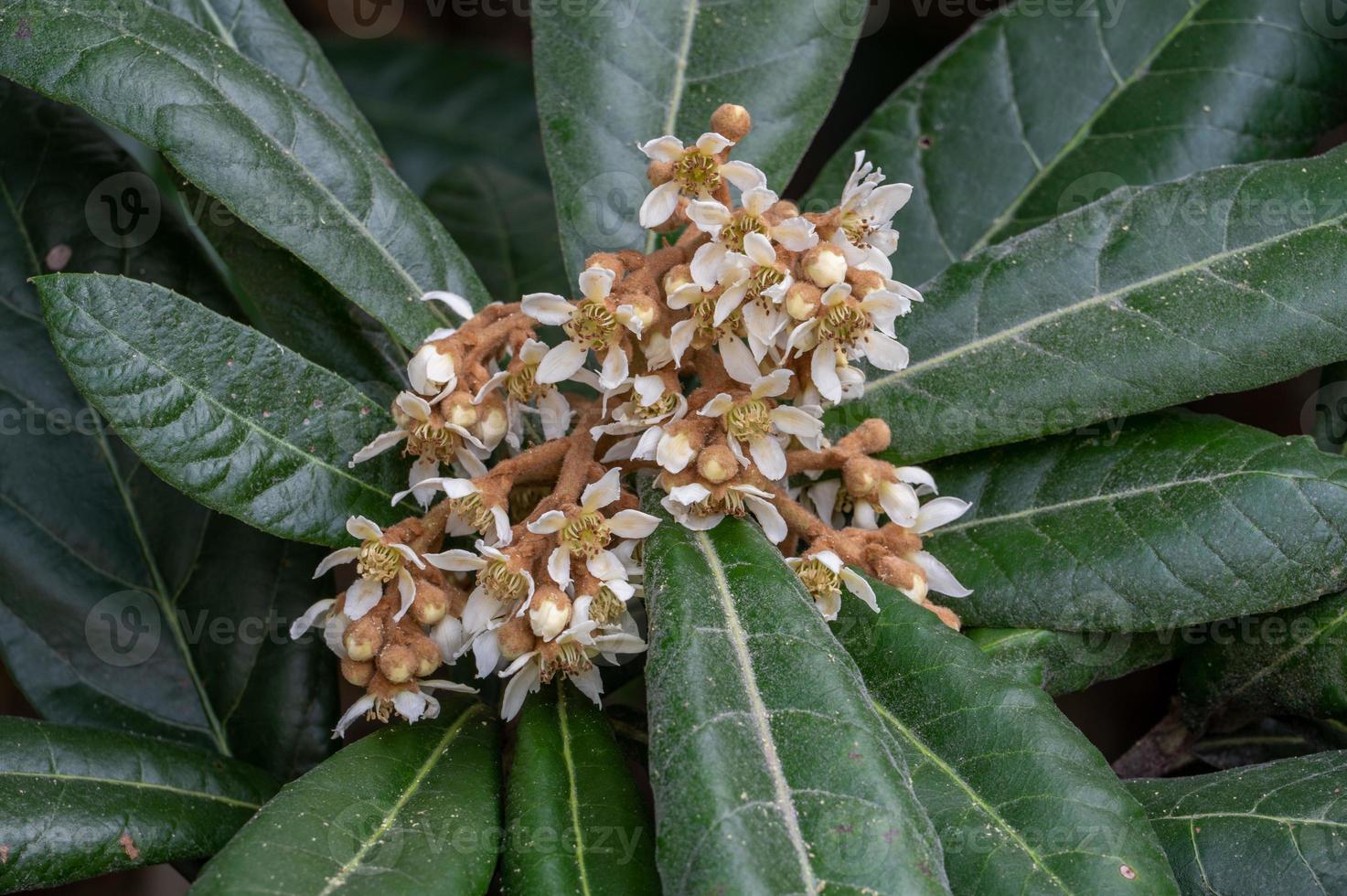 las flores amarillas de níspero en las hojas de níspero florecen, y algunas abejas recolectan miel en ellas foto